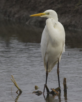 Grote Zilverreiger / Great Egret