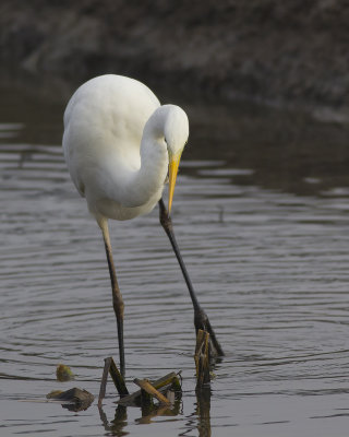 Grote Zilverreiger / Great Egret