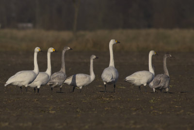 Kleine Zwanen / Bewick's Swans