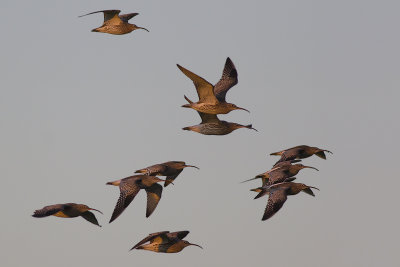 Wulpen op weg naar hun slaapplaats / Eurasian Curlews, flying to their night-roost