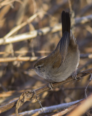 Cetti's Zanger / Cetti's Warbler