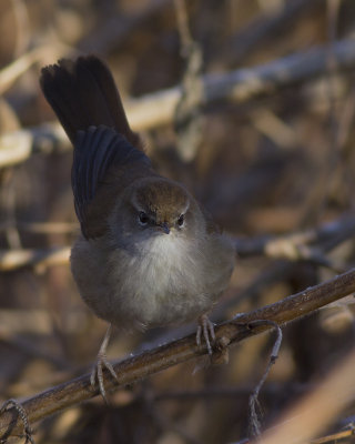 Cetti's Zanger / Cetti's Warbler