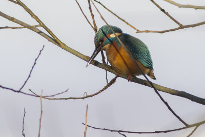 IJsvogel / European Kingfisher