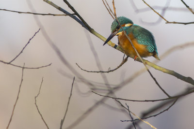 IJsvogel / European Kingfisher