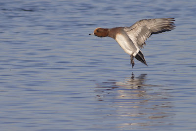 Smient / Eurasian Wigeon