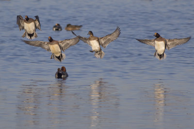 Smienten / Eurasian Wigeons