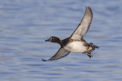 Kuifeend / Tufted Duck