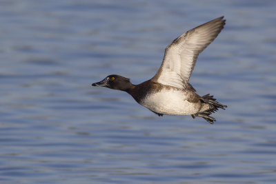 Kuifeend / Tufted Duck