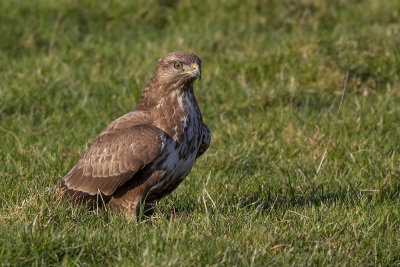 Buizerd na tevergeefse duik in het gras voor prooi / Common Buzzard after an unsuccesfull dive into the grass to catch a prey