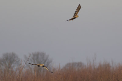 twee Blauwe Kiekendievem / two Hen Harriers