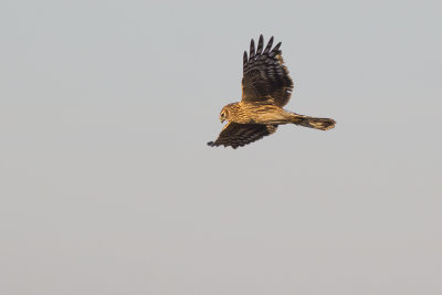 Blauwe Kiekendief / Hen Harrier