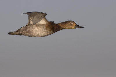 Tafeleend / Common Pochard