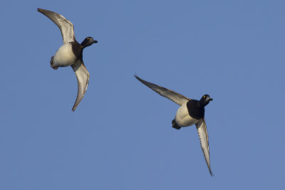 Kuifeenden / Tufted Ducks