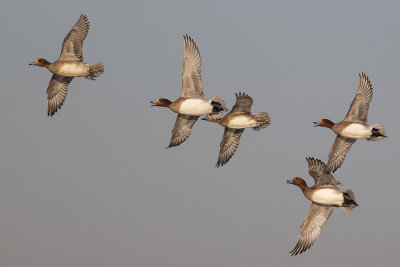 Smienten / Eurasian Wigeons