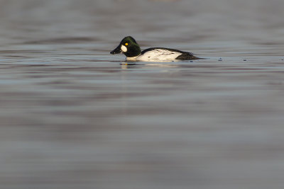 Brilduiker / Common Goldeneye