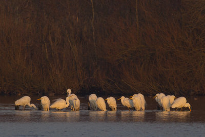 Great Egrets gathering before going to their night-roost / Grote Zilverreigers verzamelend vr vertrek naar slaapplaats / 