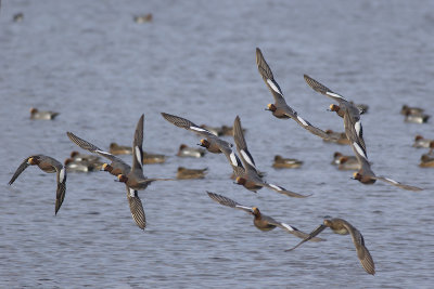 Smienten / Eurasian Wigeons