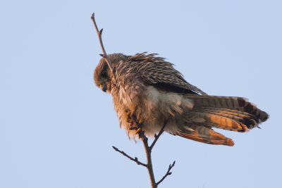 Torenvalk / Common Kestrel