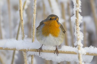 Roodborst / European Robin