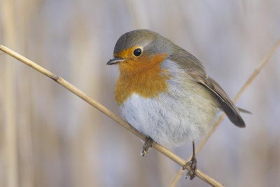 Roodborst / European Robin