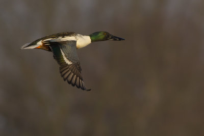 Slobeend / Northern Shoveler