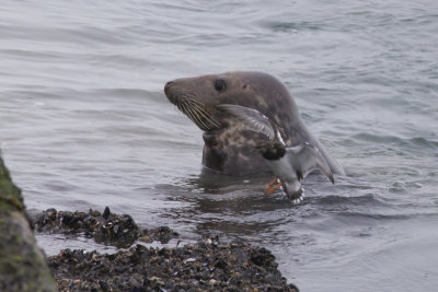 Grey Seal and Ruddy Turnstone / Grijze Zeehond en Steenloper