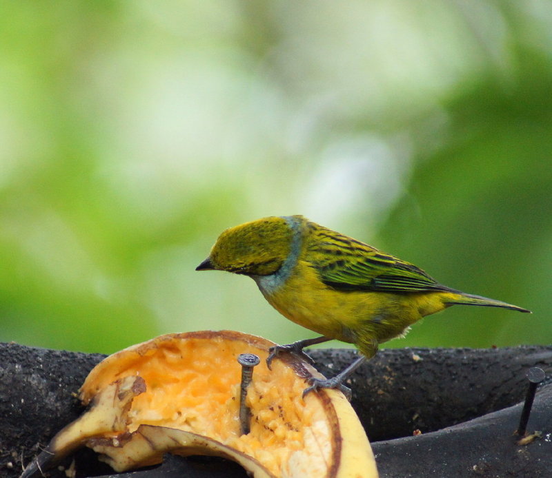 Silver-throatedTanager2.jpg
