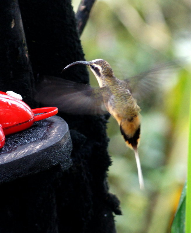 Stripe-throatedHermit.jpg