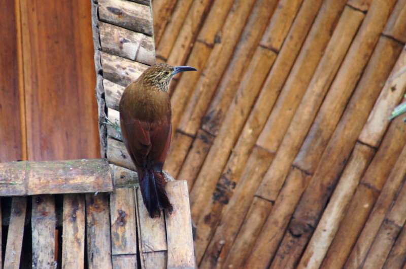 Strong-billedWoodcreeper.jpg