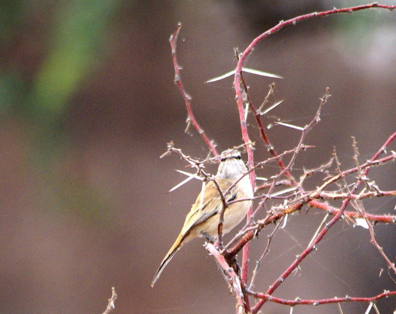 Black-ceeked Prinia.jpg