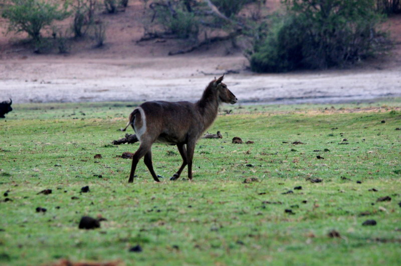 Copmmon Waterbuck.jpg