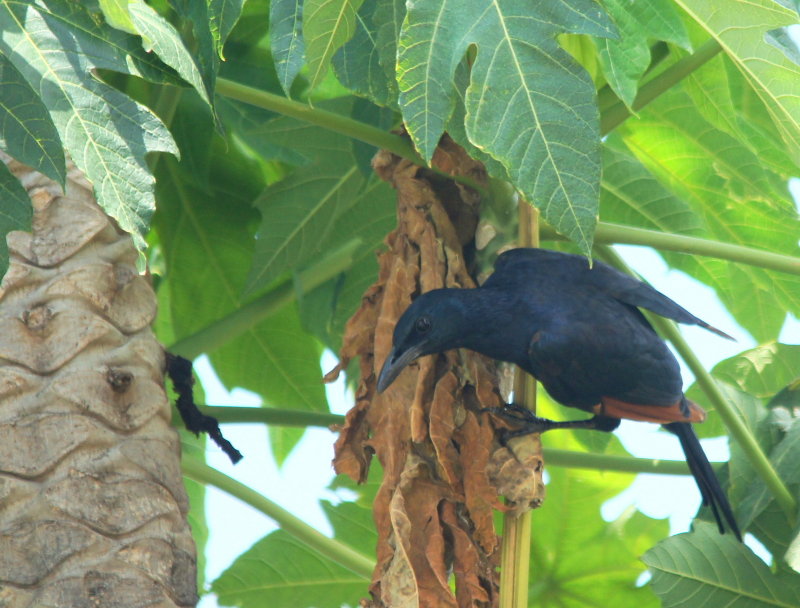 Red-winged Starling.jpg