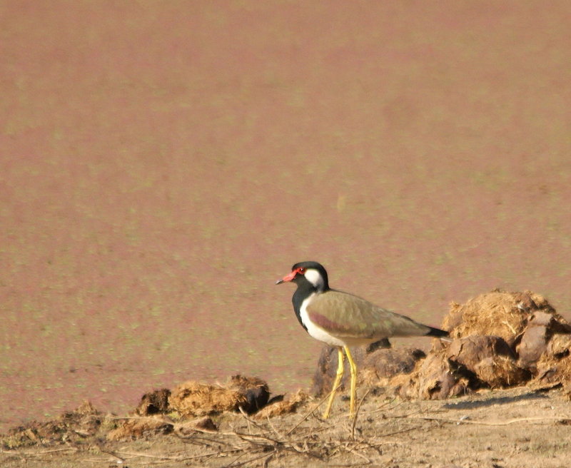 Red-wattled Lapwing 2.jpg