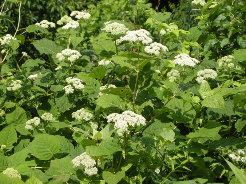 White Snakeroot.jpg