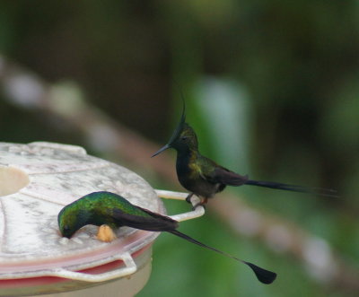 BootedRacquet-tail,Wire-crestedThorntail.jpg