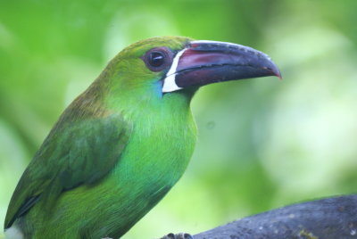 Crimson-rumpedToucanet.jpg