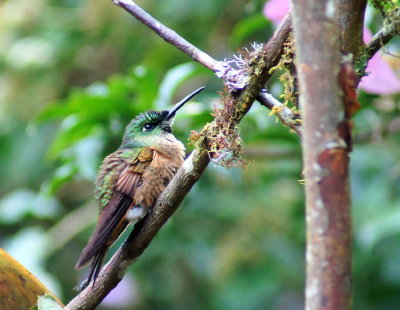 Fawn-breastedBrilliant.jpg