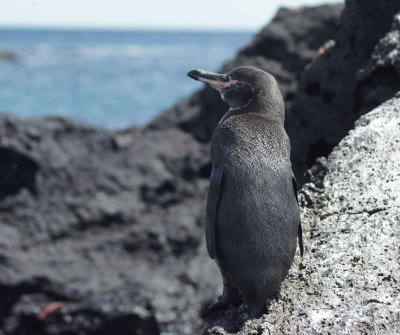 GalapagosPenguin.jpg