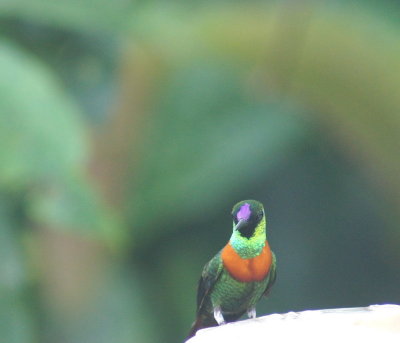 Gould'sJewelthroat.jpg