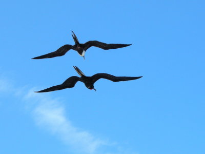 GreatFrigatebird3.jpg