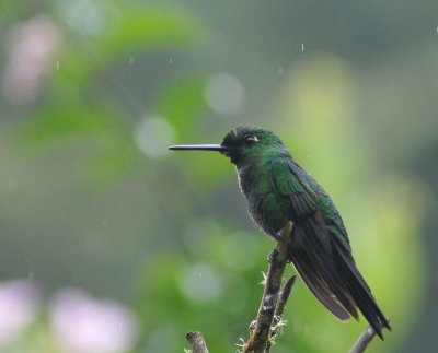 Green-crownedBrilliant.jpg