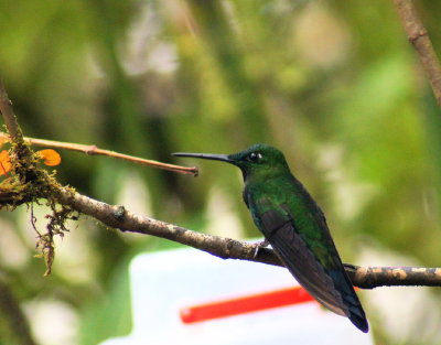 Green-crownedBrilliant2.jpg