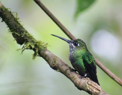 Green-crownedBrilliantfemale.jpg