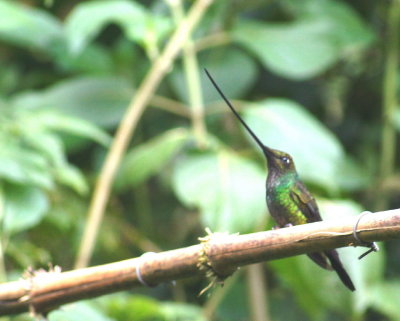 Sword-billedHumminbird2.jpg