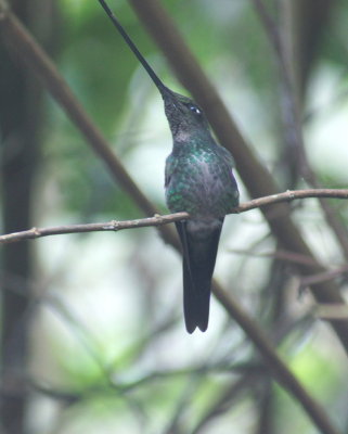 Sword-billedHummingbird.jpg