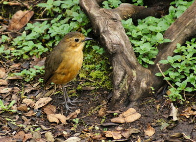 TawnyAntpitta.jpg