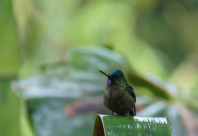 Violet-tailedSylph.jpg