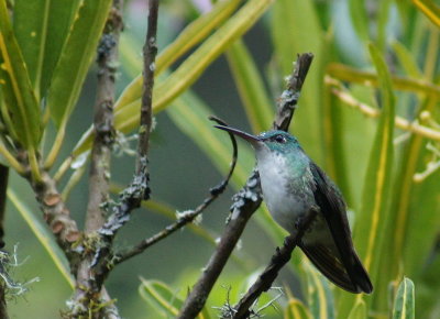 AndeanEmerald2.jpg