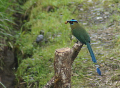 AndeanMotmot.jpg