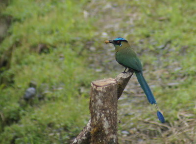 AndeanMotmot2.jpg